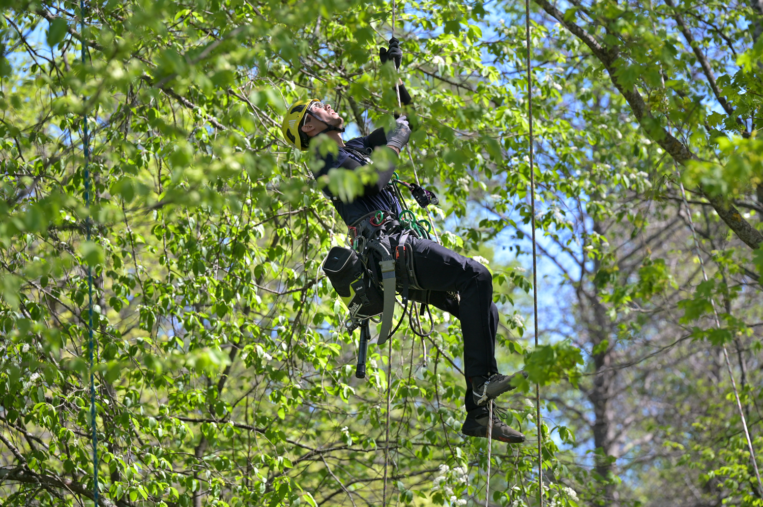 SM i Trädklättring