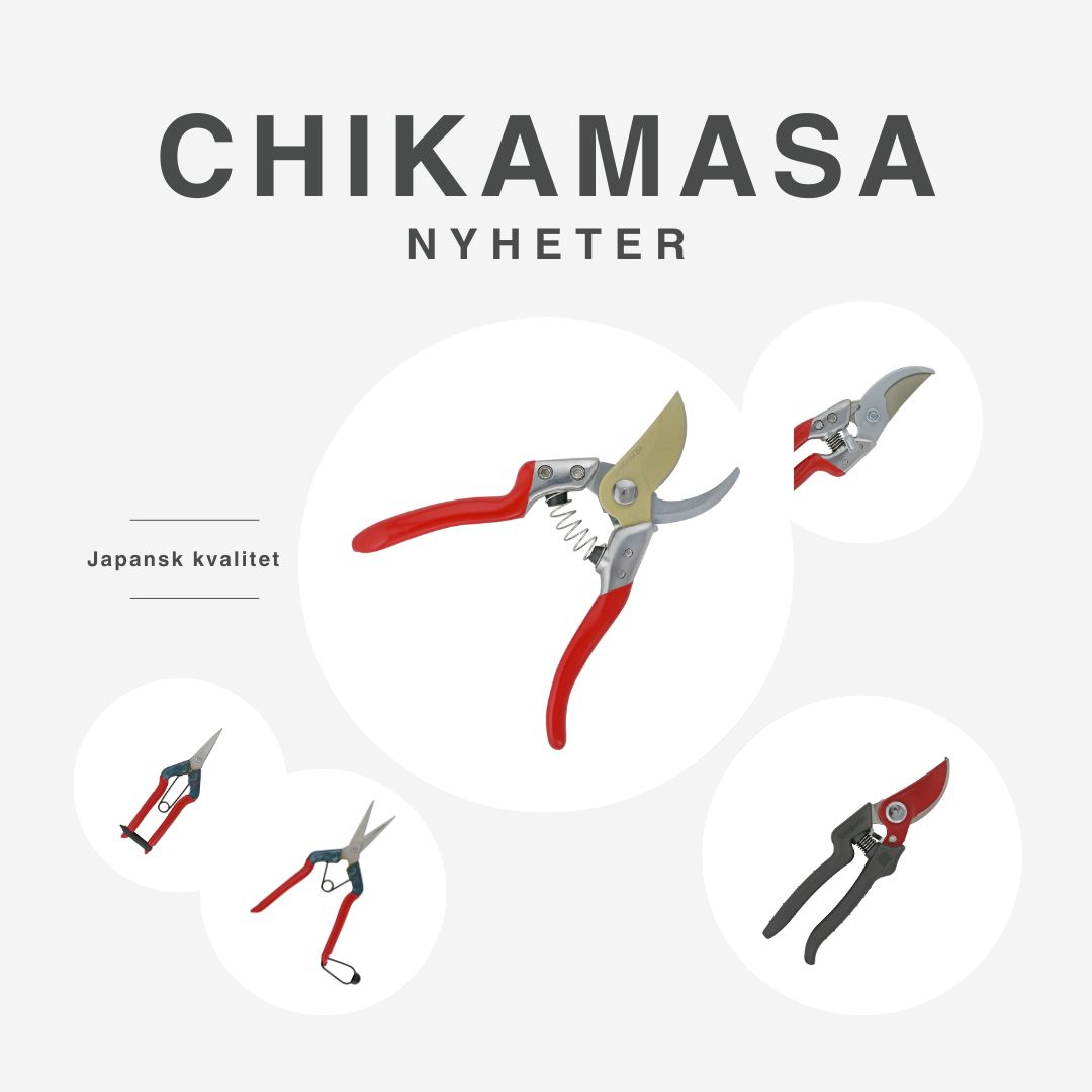 Chikamasa nyheter